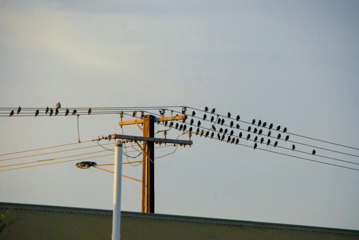 Dozens of birds sitting on power lines, each with a label box